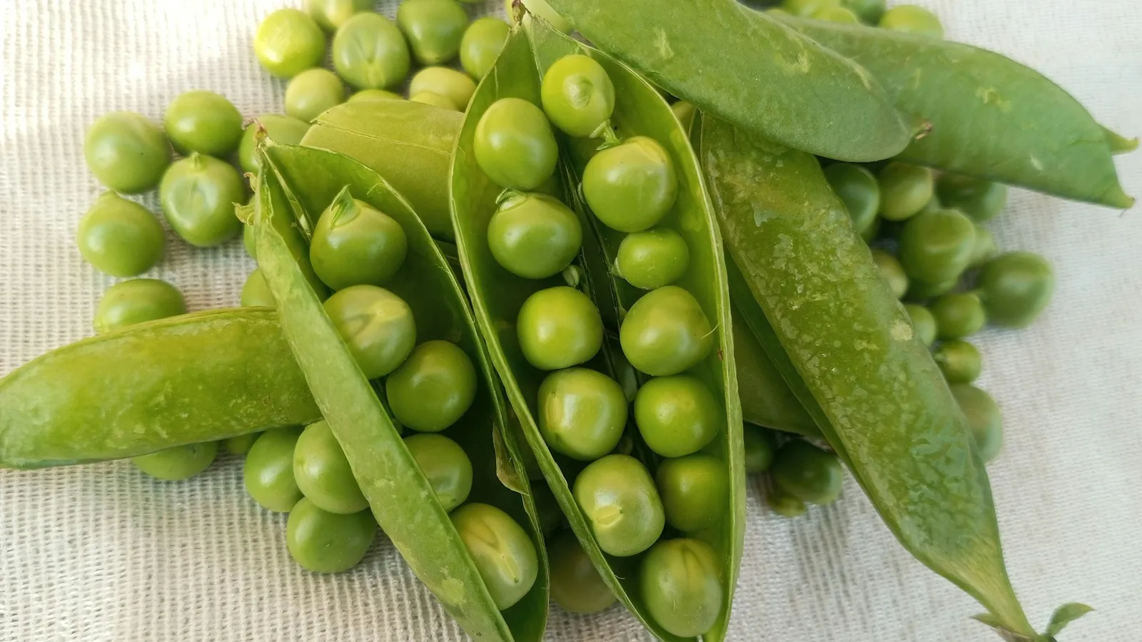 Green peas spilling from open pods