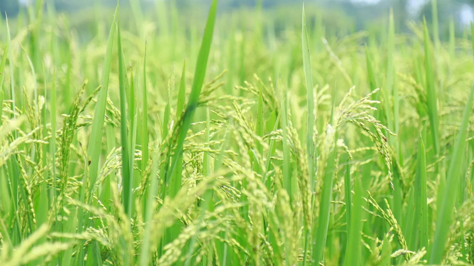 Green rice plants in a field
