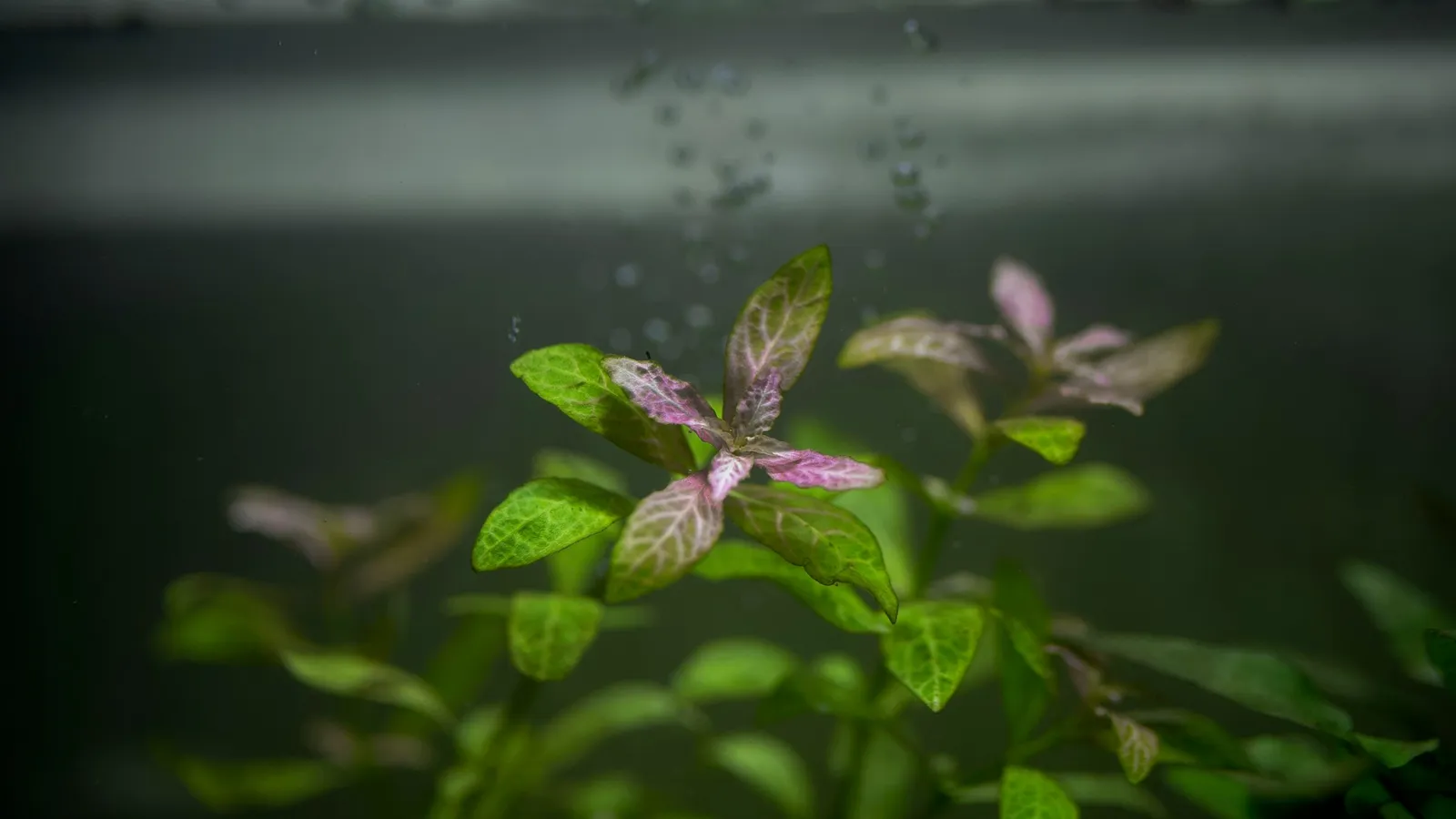 Green water plants growing in a lit aquarium
