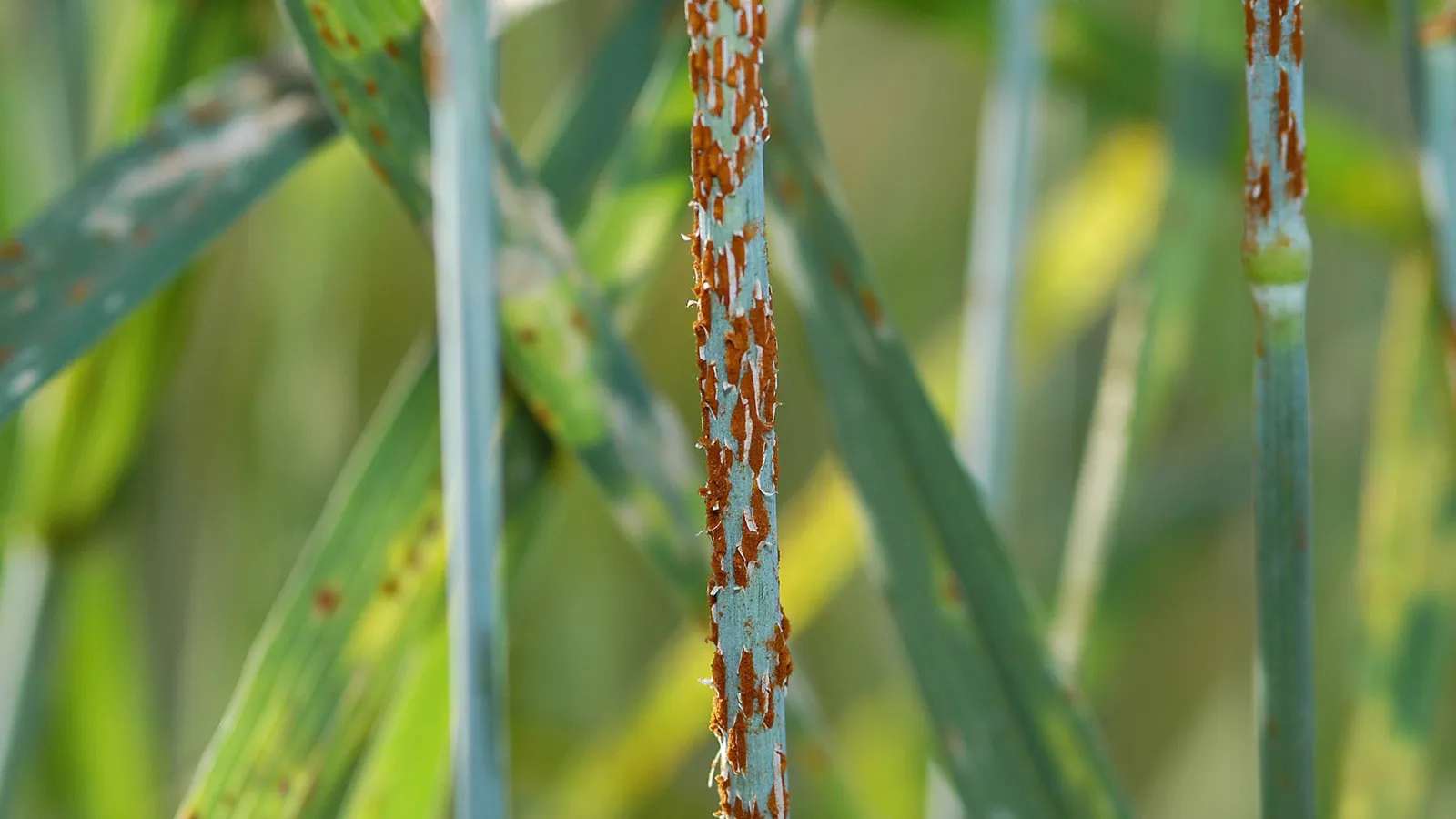 Green wheat stems and leaves covered in orange-brown stem rust pustules