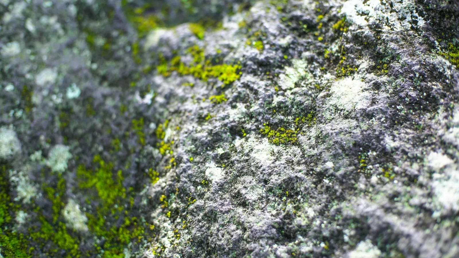 Grey and green lichen growing on a rock