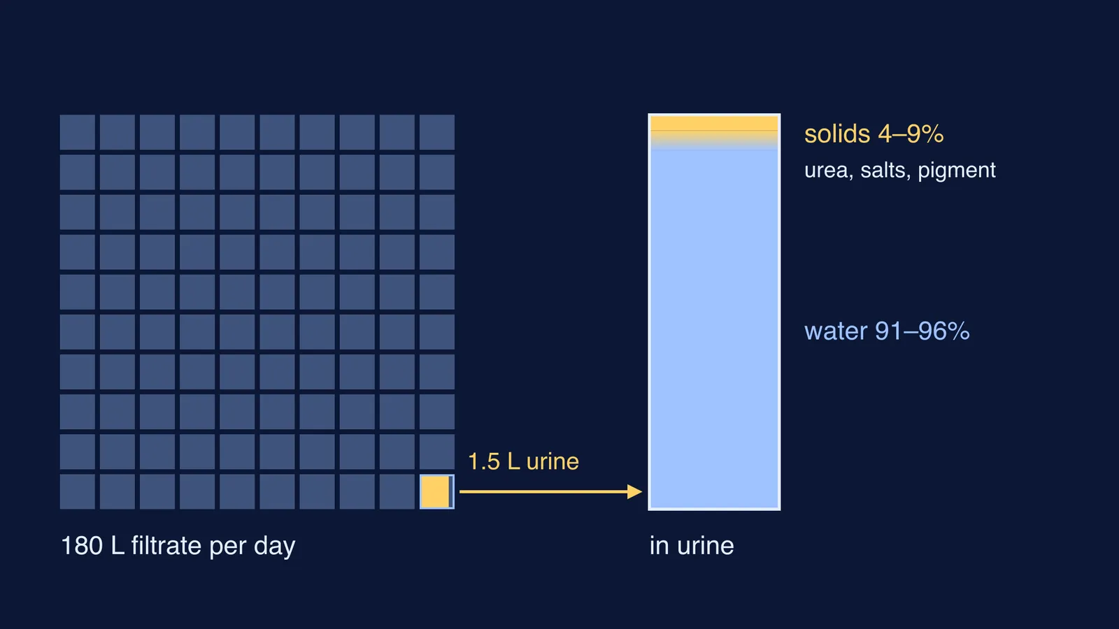 Grid showing 1.5 of 180 litres of filtrate becoming urine, beside a water-solids bar