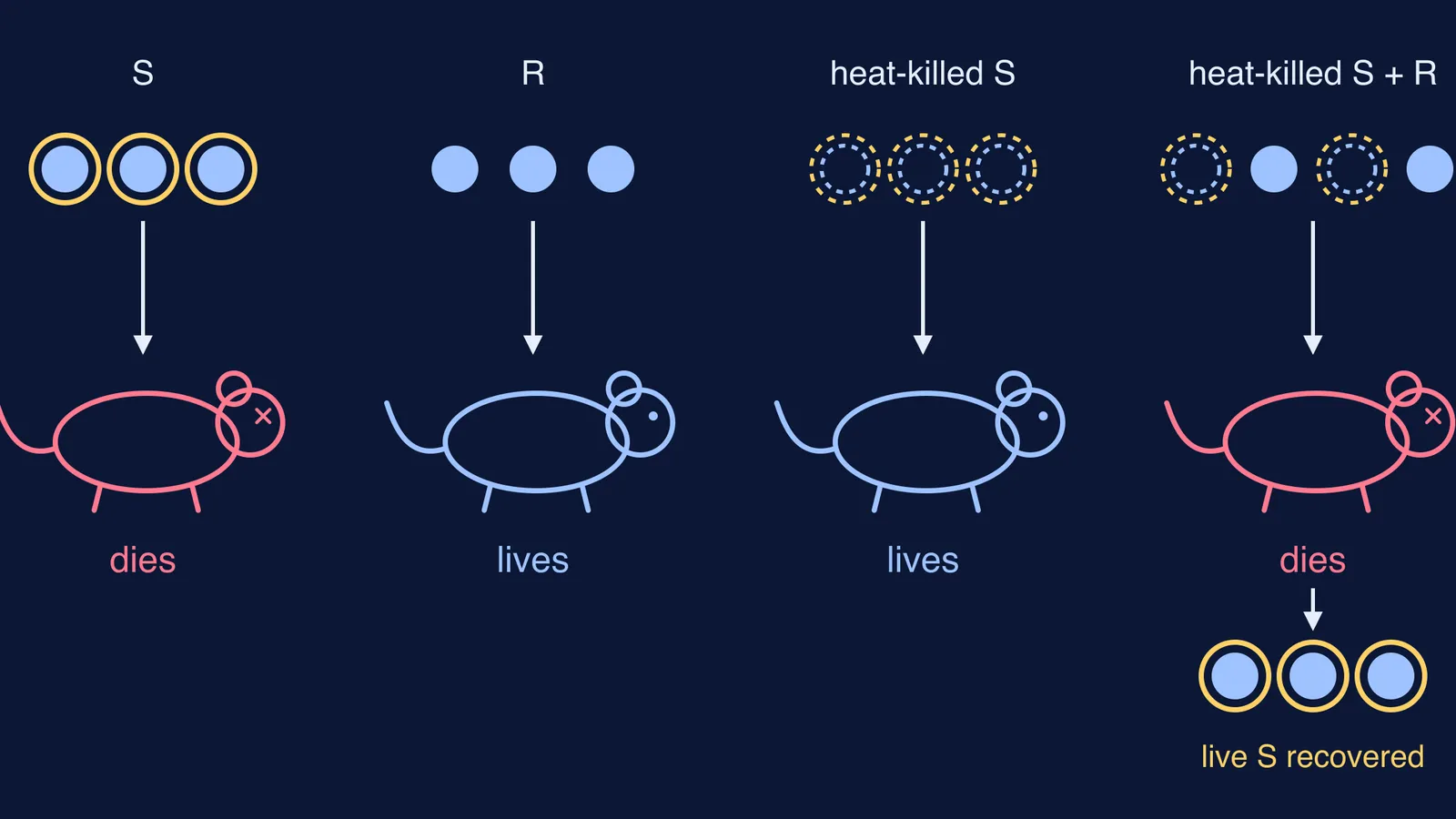 Griffith's four mouse injections with S, R and heat-killed S pneumococci