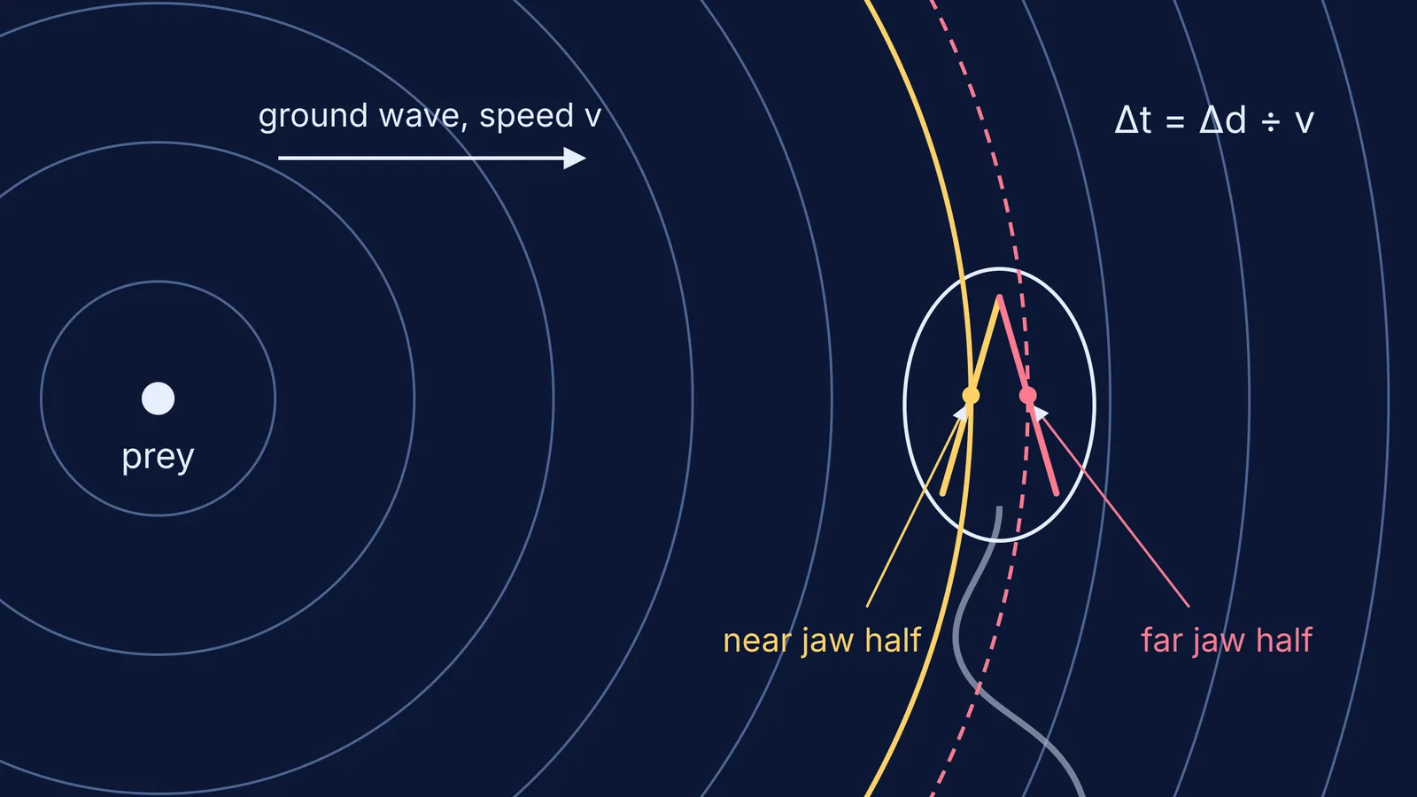 Ground wavefronts from prey reaching a snake's near jaw half before the far half