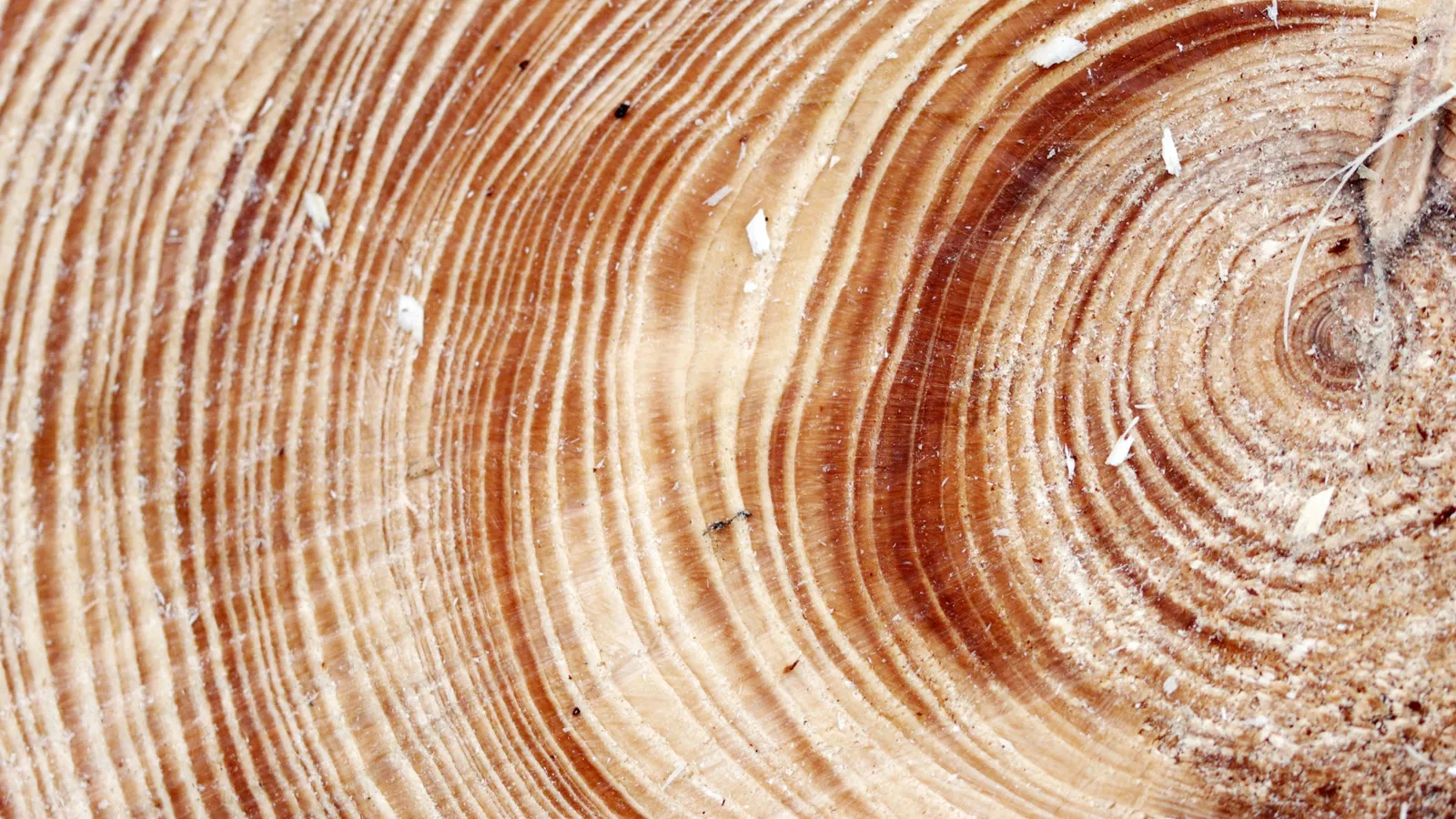Growth rings in a cut tree trunk