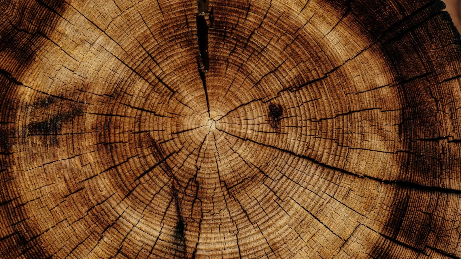 Growth rings in the cut end of a tree trunk