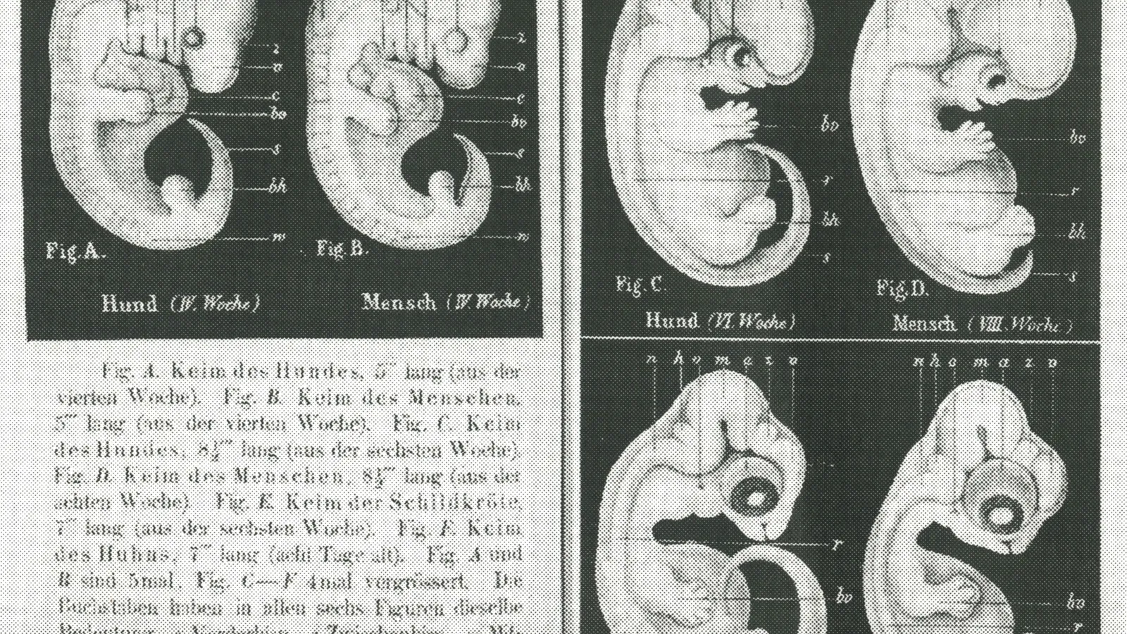 Haeckel's 1868 drawings comparing dog, human, turtle and chick embryos