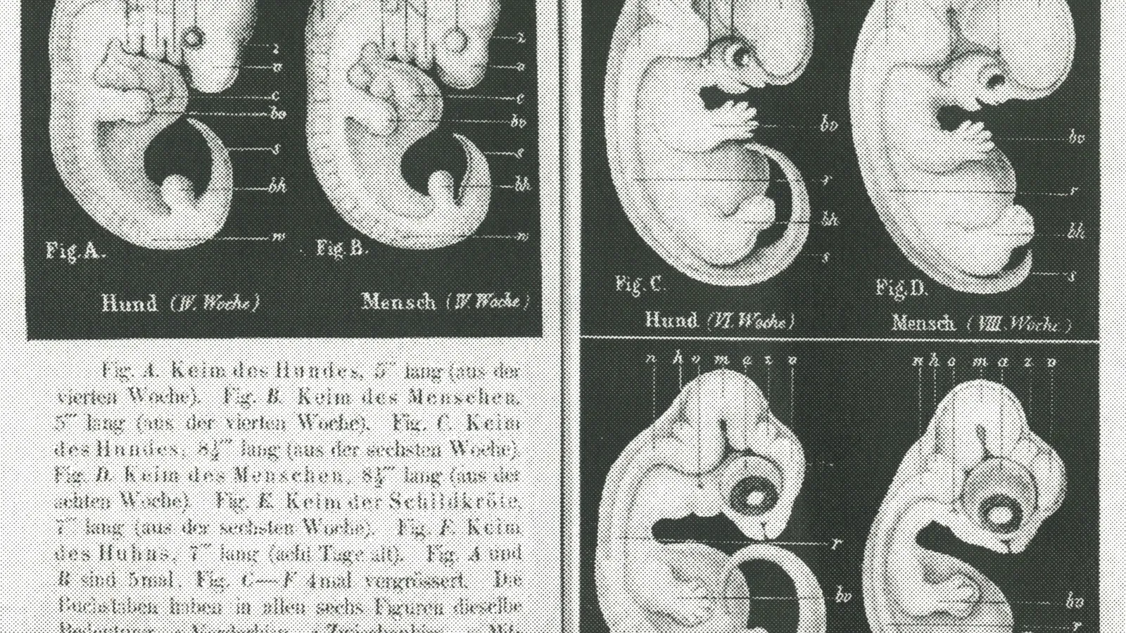 Haeckel's 1868 drawings comparing dog, human, turtle and chick embryos