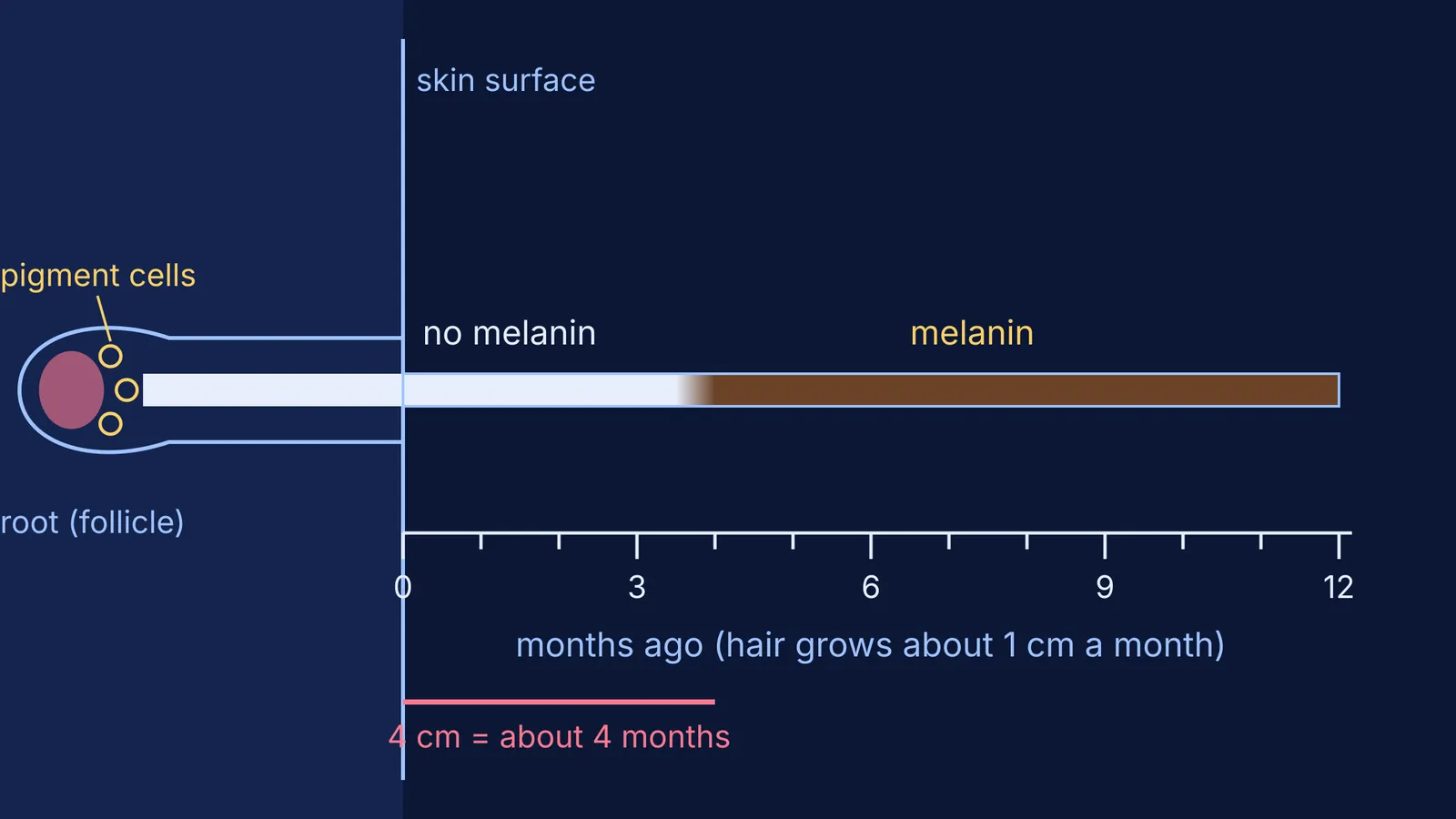 Hair growing from its follicle, white near the root and dark further out