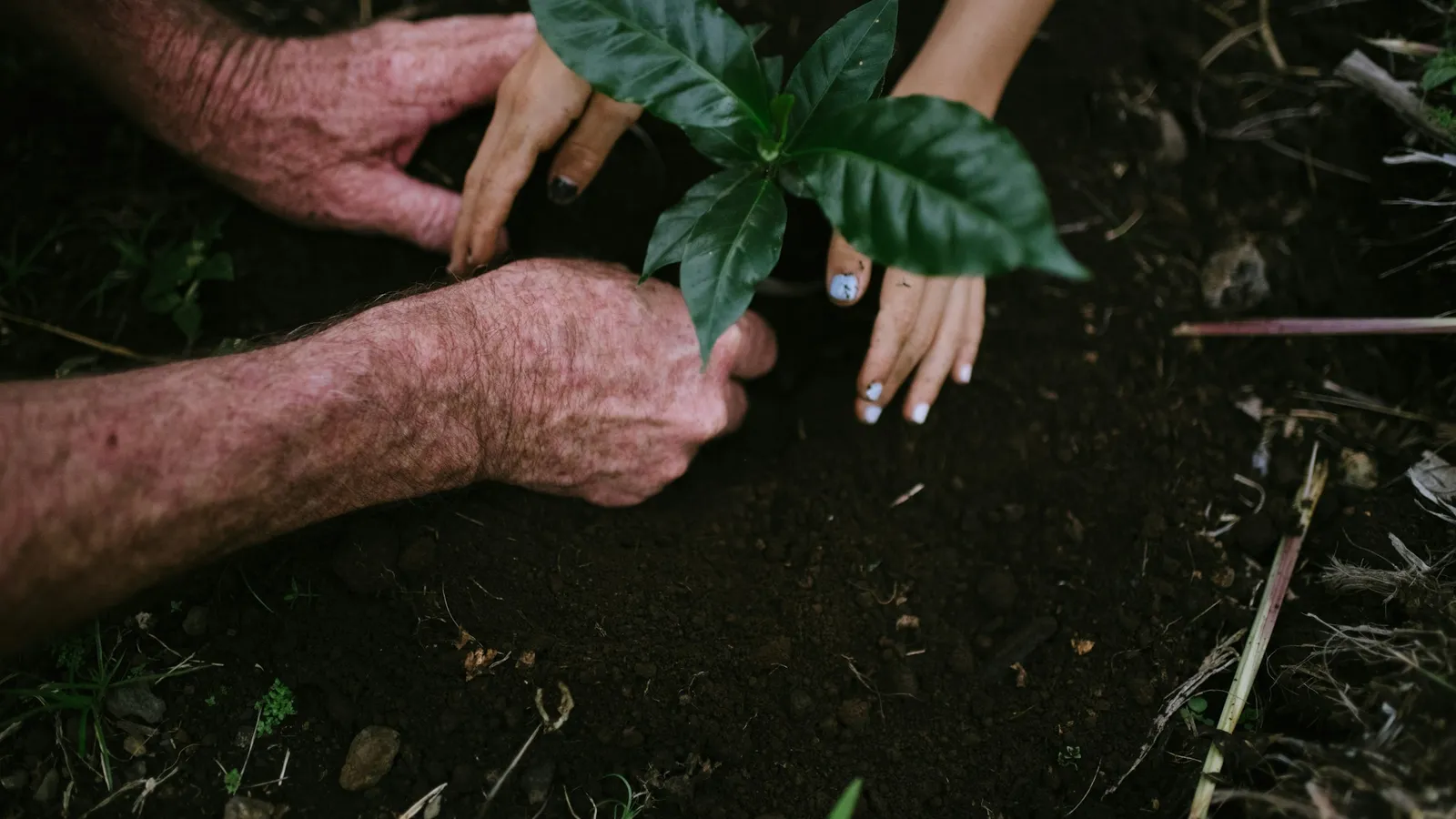Hands planting a young seedling in dark soil