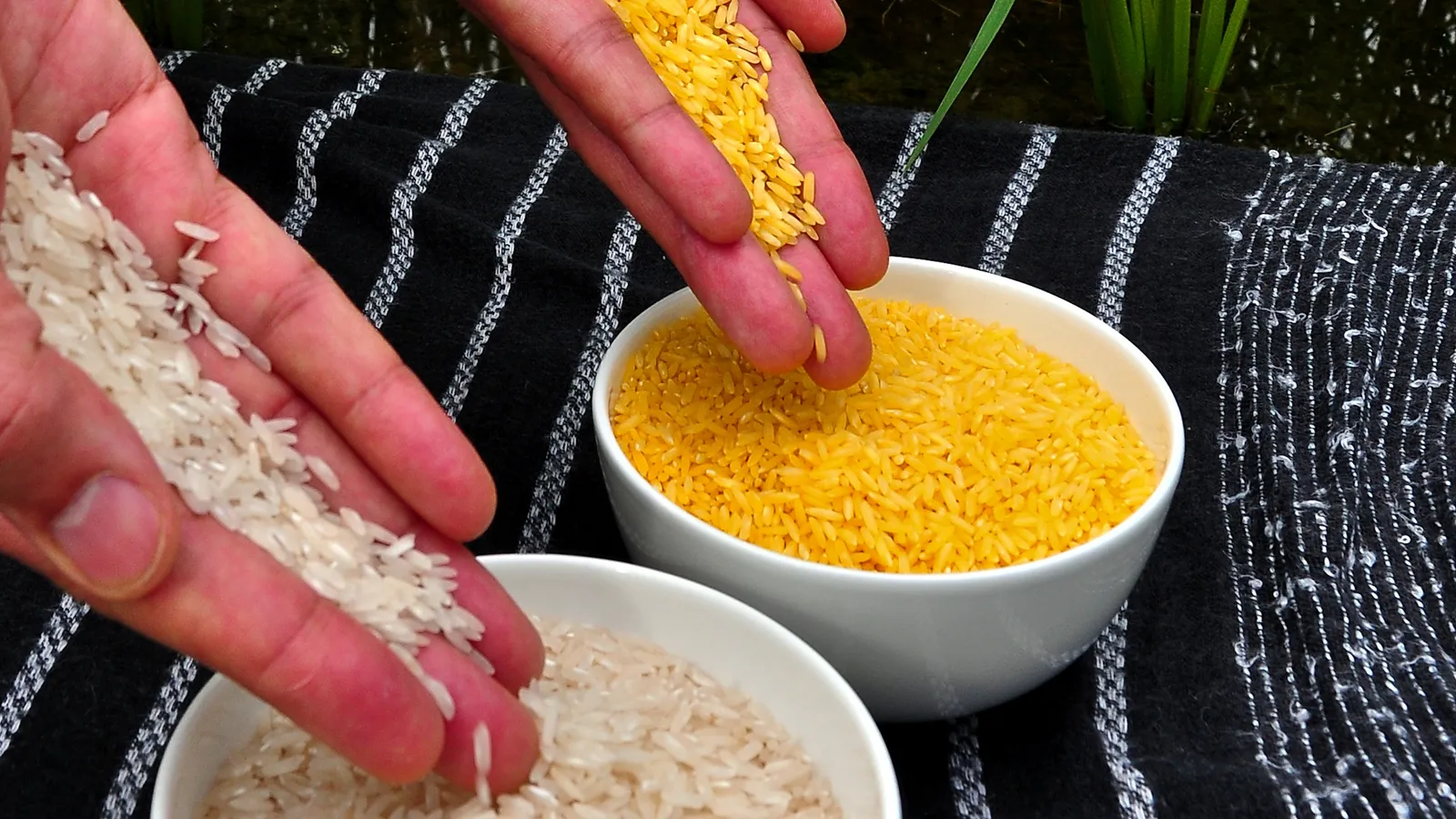 Hands pouring yellow golden rice and white rice into two white bowls