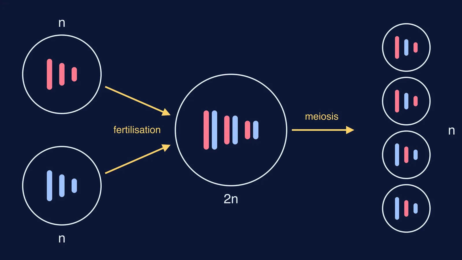Haploid egg and sperm fuse into a diploid zygote, then meiosis makes four haploid cells
