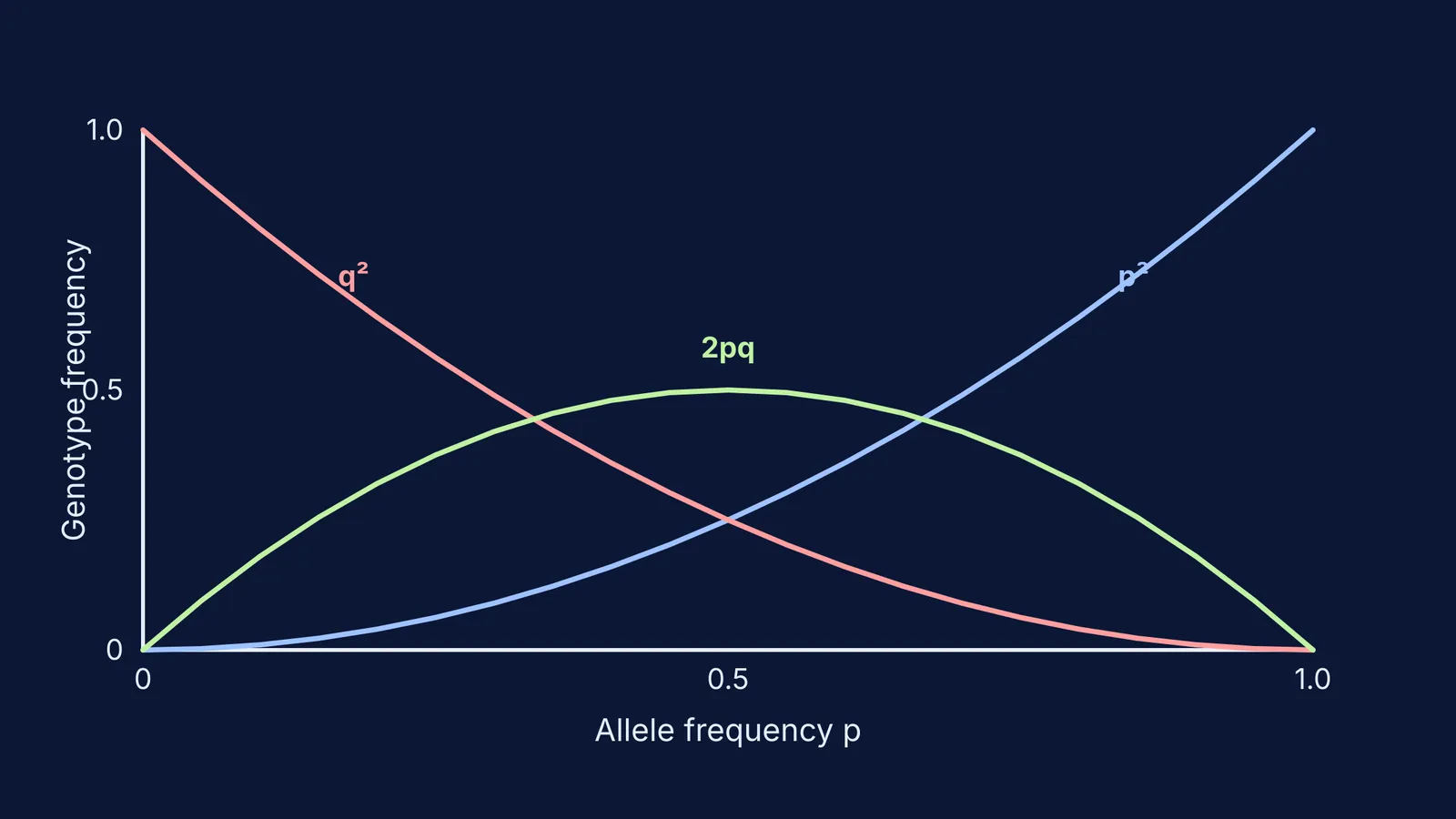 Hardy-Weinberg equilibrium graph showing p², 2pq and q² frequencies