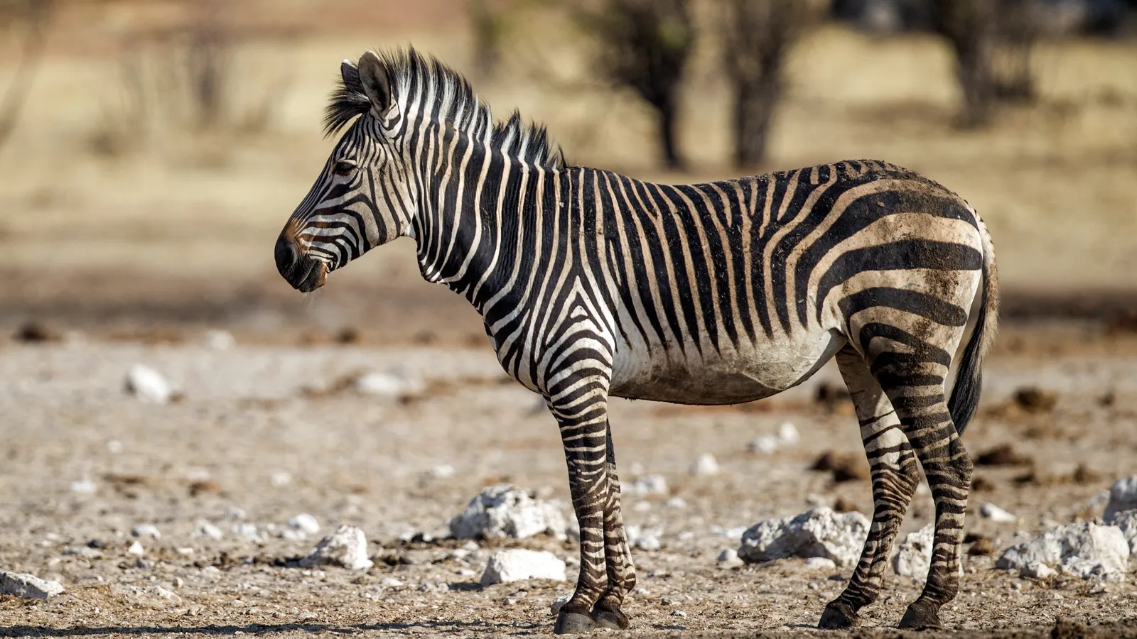 Hartmann's mountain zebra showing stripe patterns in Etosha National Park
