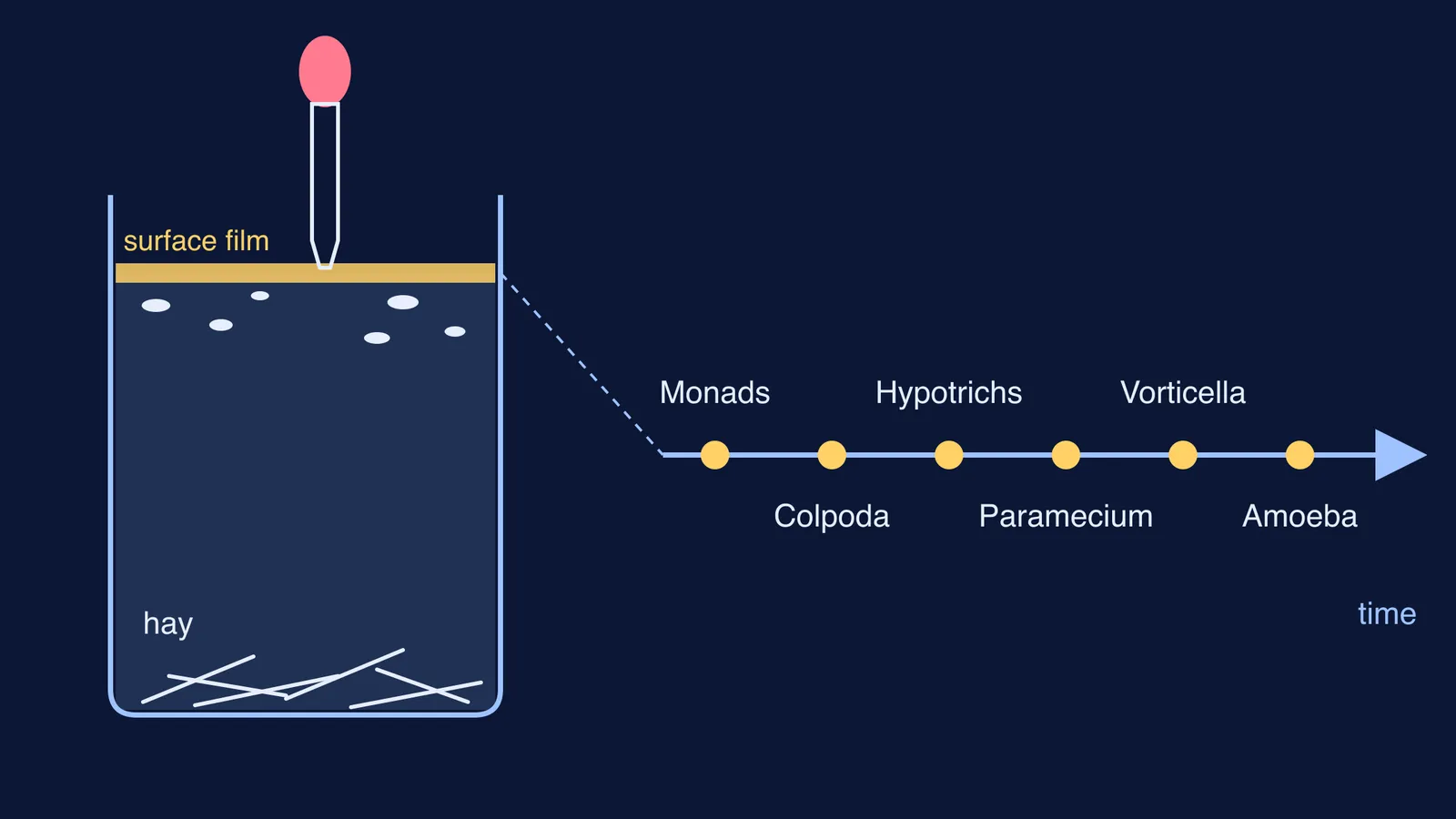 Hay infusion jar with surface film, and protozoa in order of appearance