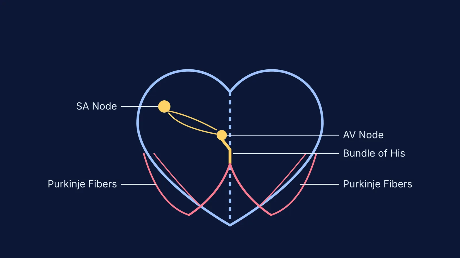 Heart conduction system showing SA node, AV node, bundle of His, and Purkinje fibers