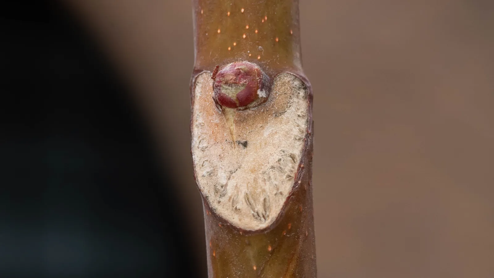 Heart-shaped leaf scar on a brown twig with a red winter bud above