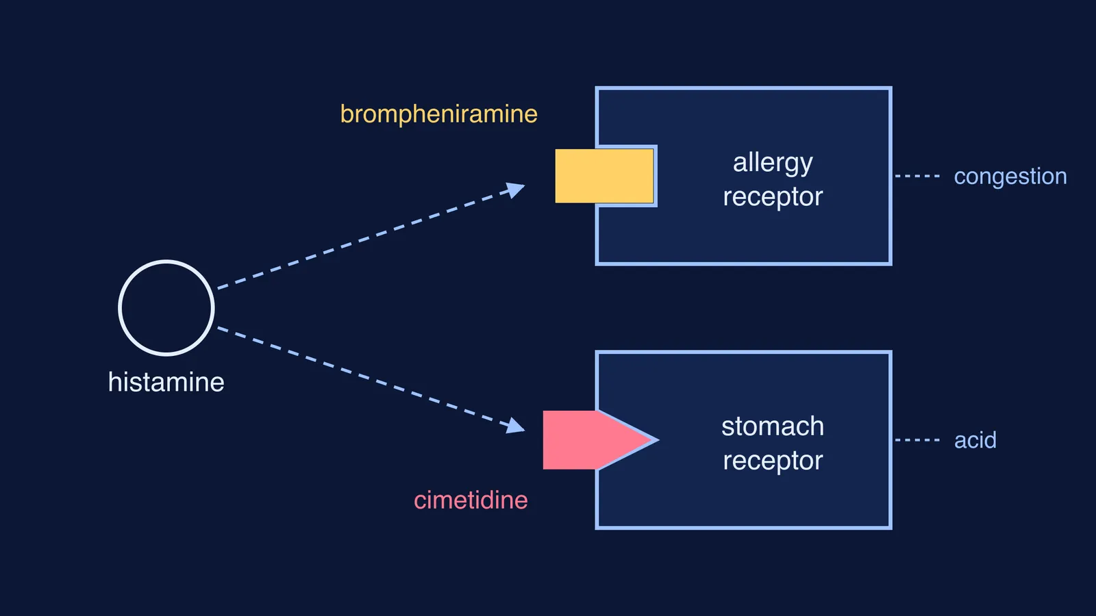 Histamine reaching two differently shaped receptors, each blocked by a different drug