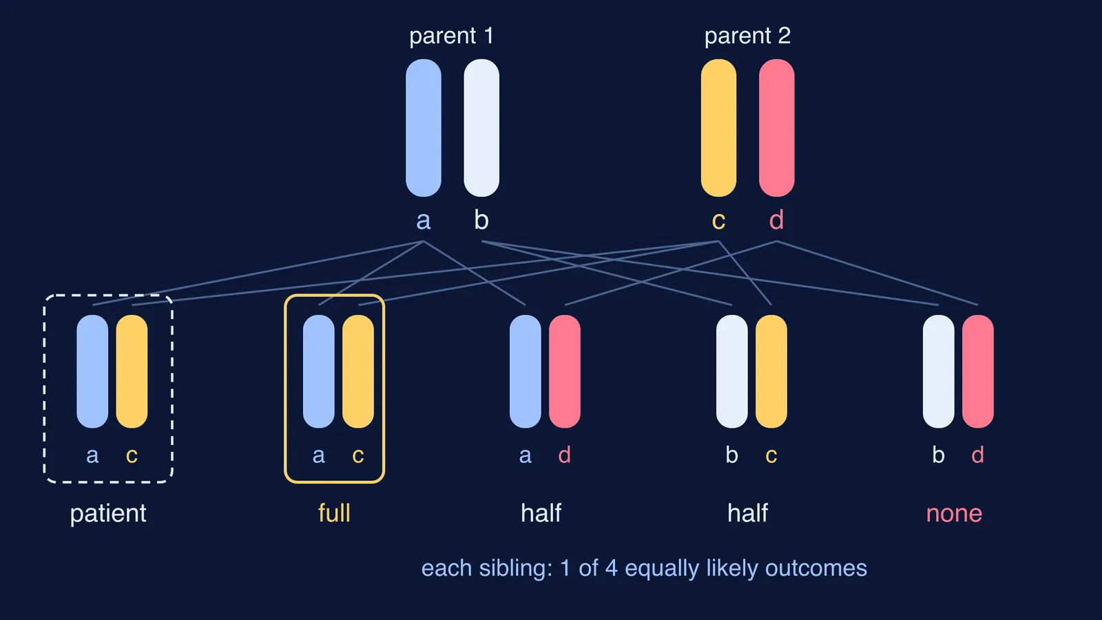 HLA haplotypes passing from two parents to a patient and four possible siblings
