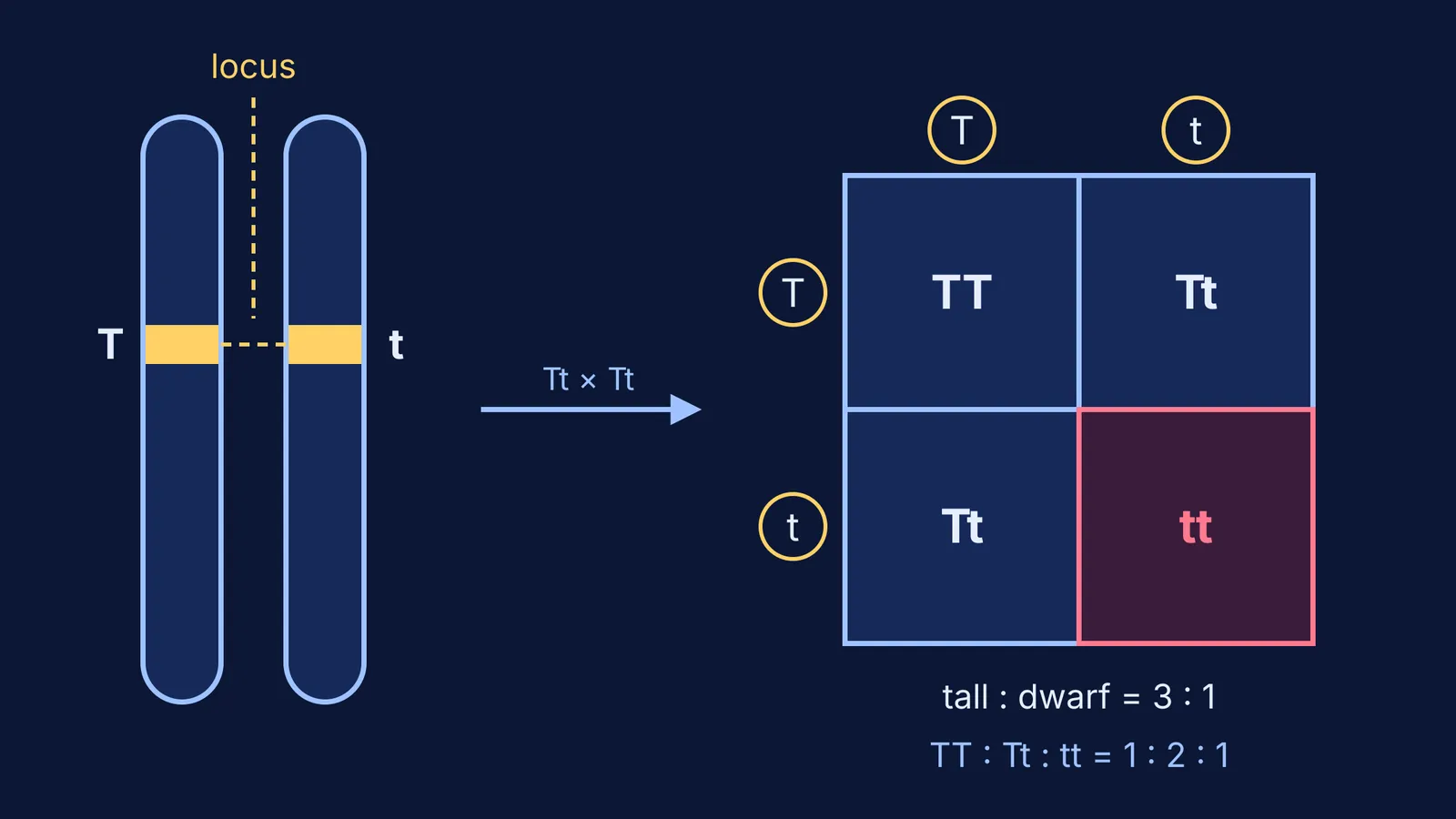 Homologous chromosomes with T and t alleles at one locus beside a Punnett square
