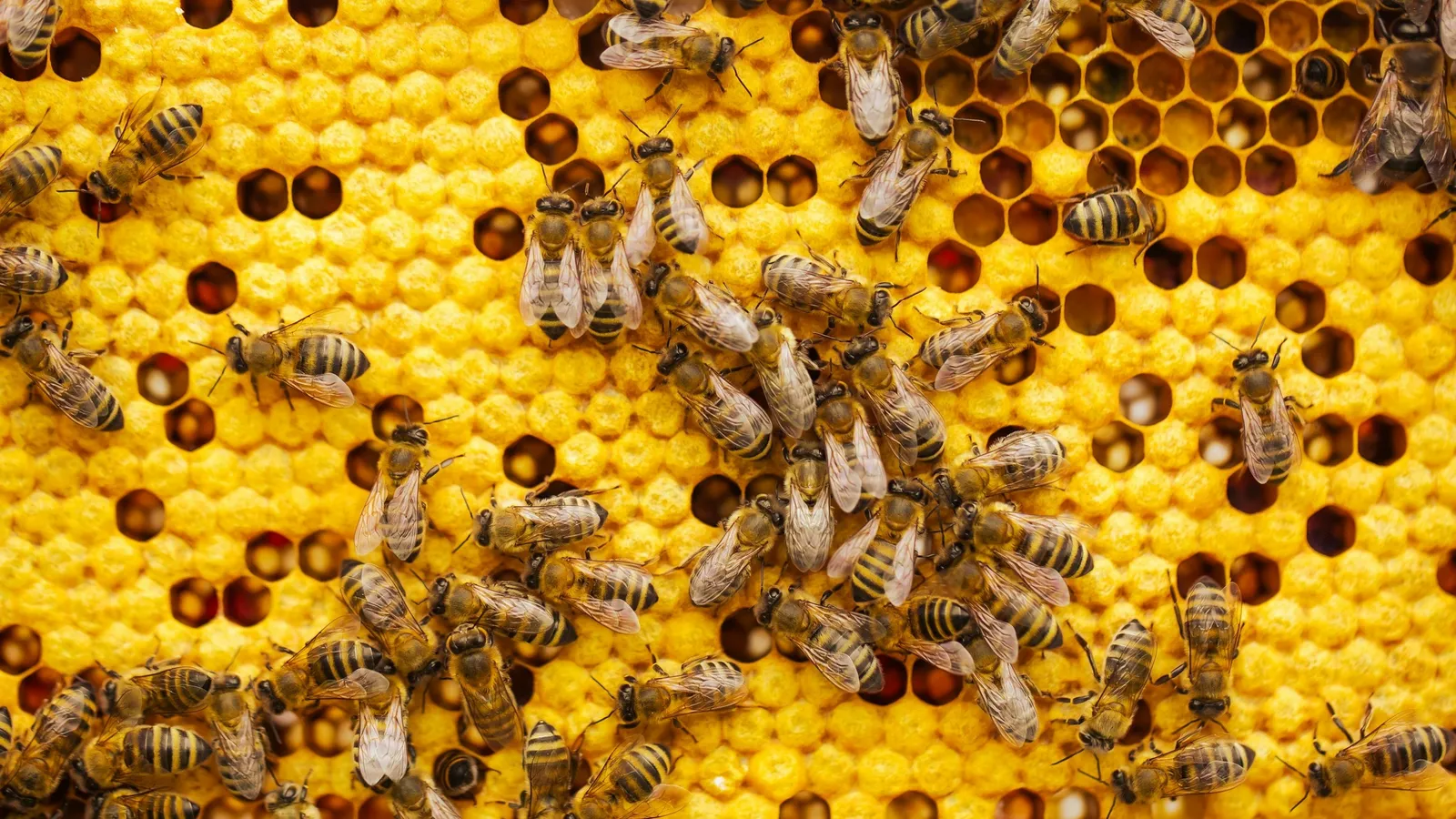 Honeybees crowded on a golden honeycomb