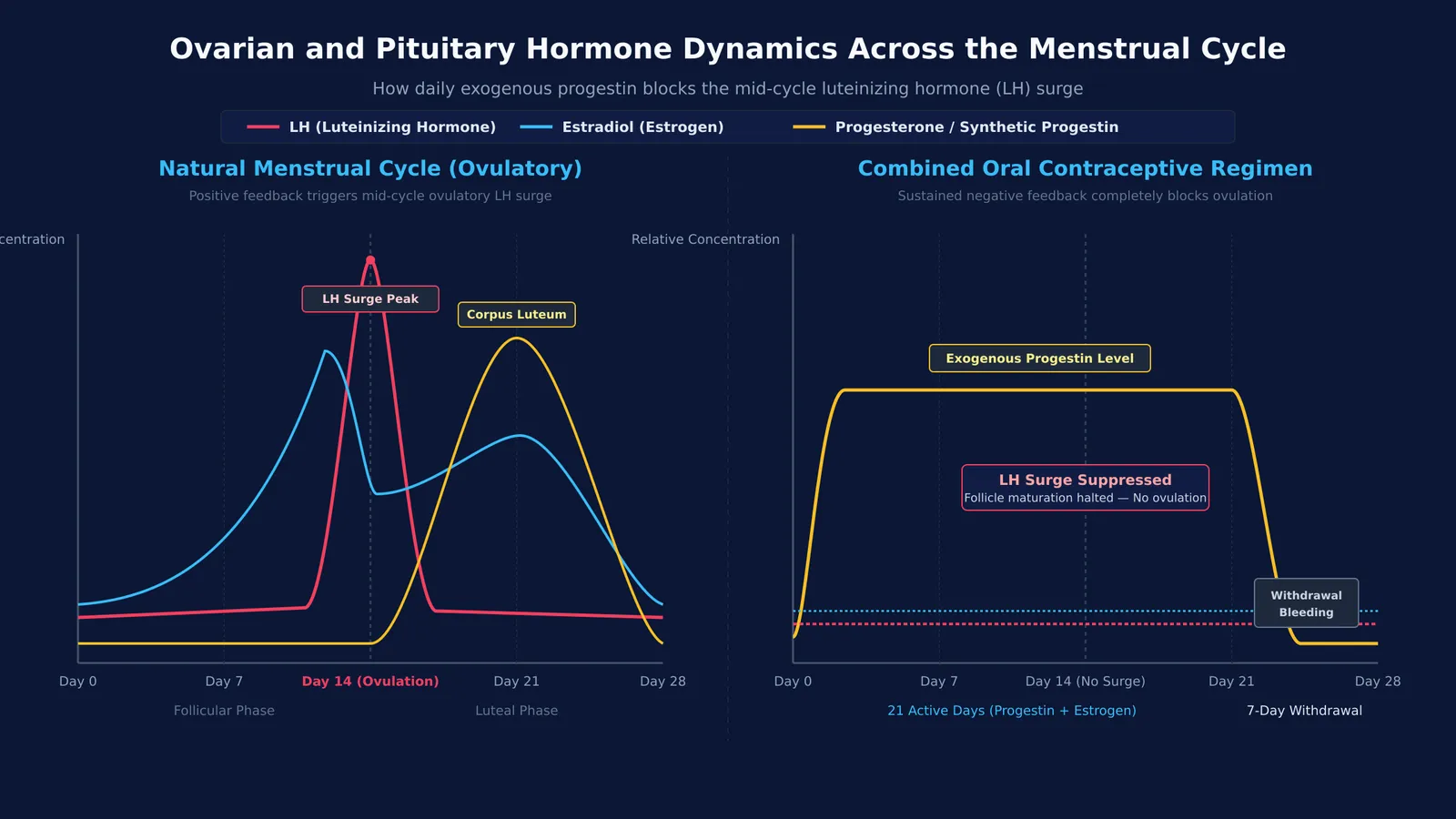 Hormone concentration curves comparing natural menstrual cycle with oral contraceptive cycle