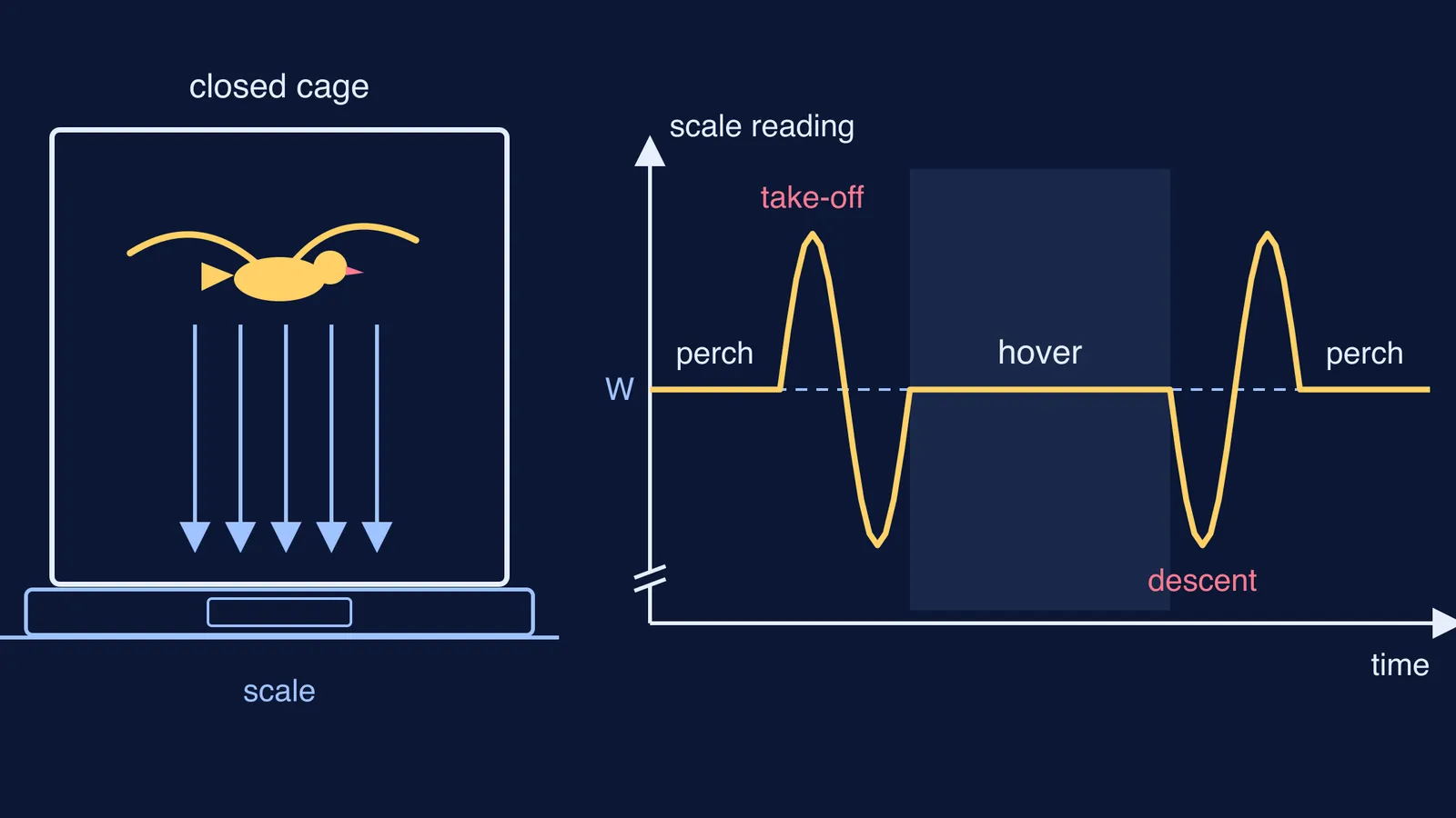 Hovering bird in a closed cage on a scale, with scale reading over time