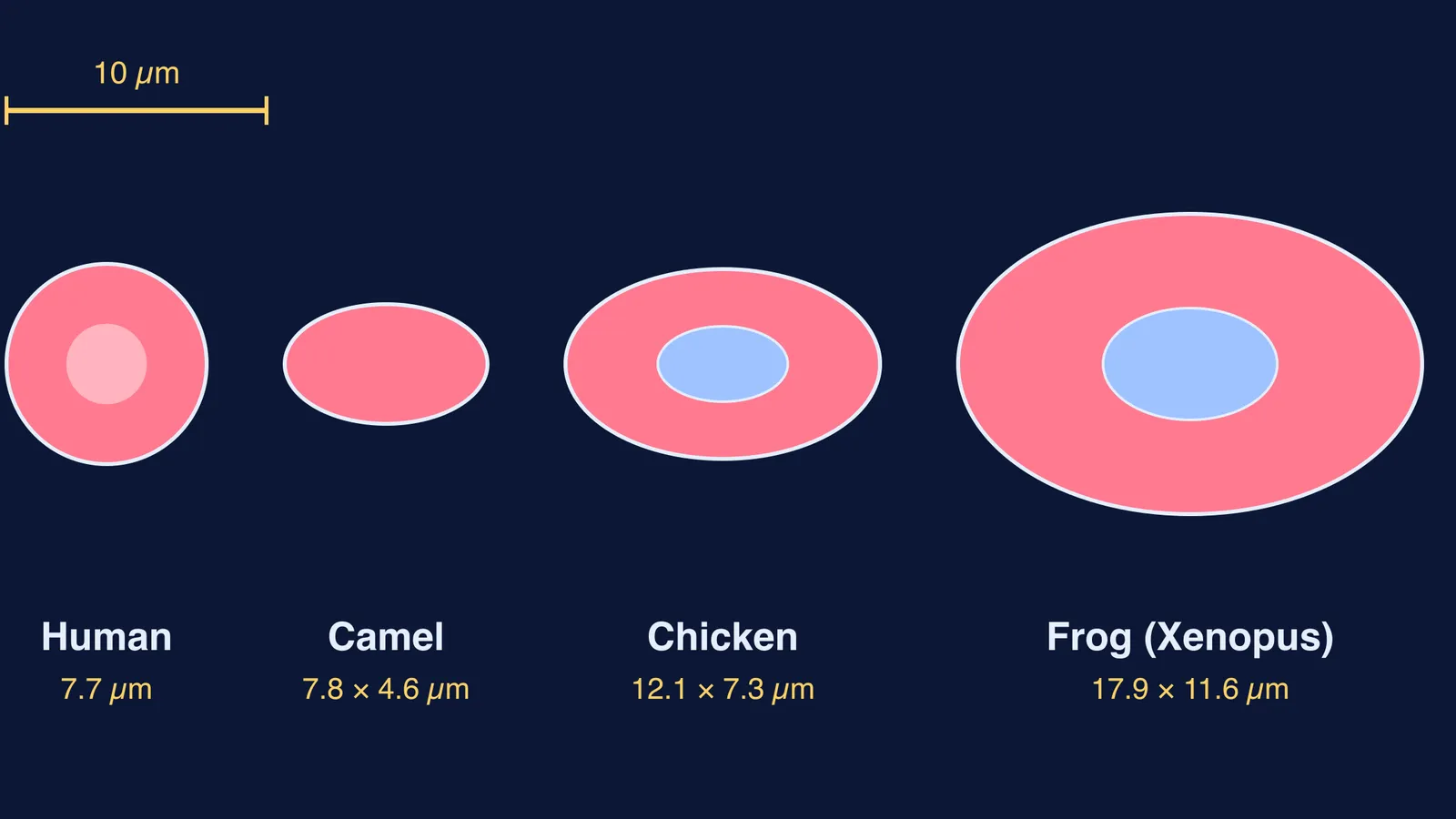 Human, camel, chicken and frog red blood cells drawn to scale, nuclei shown