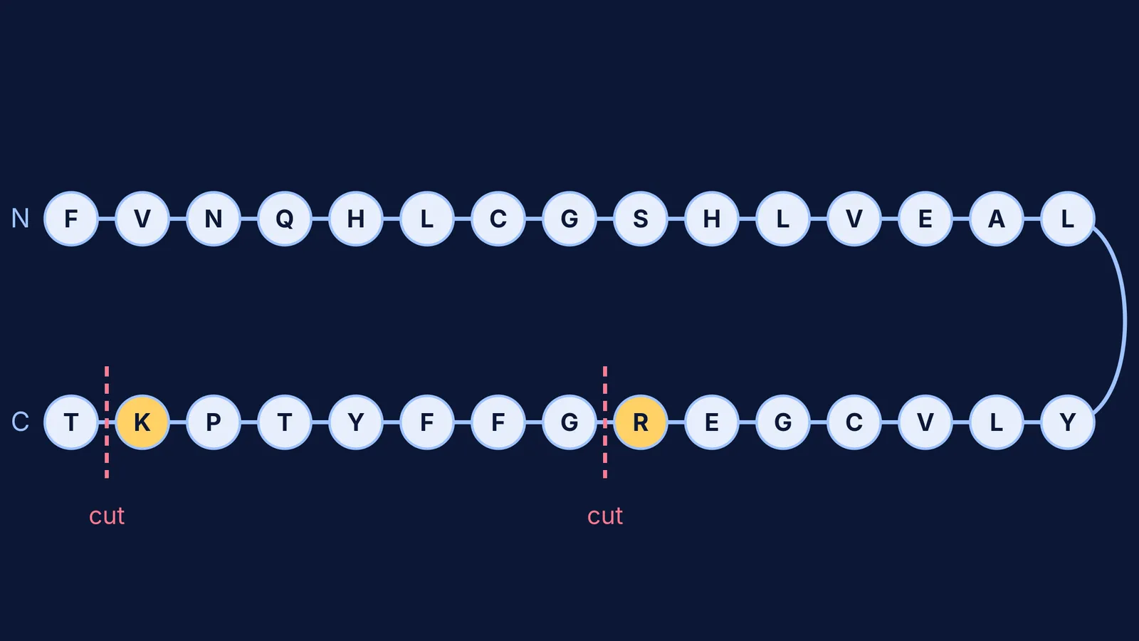 Human insulin B chain as beads, with trypsin cuts after arginine and lysine