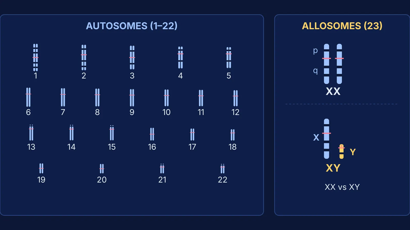 Human karyotype diagram comparing 22 autosome pairs with XX and XY sex chromosome pairs