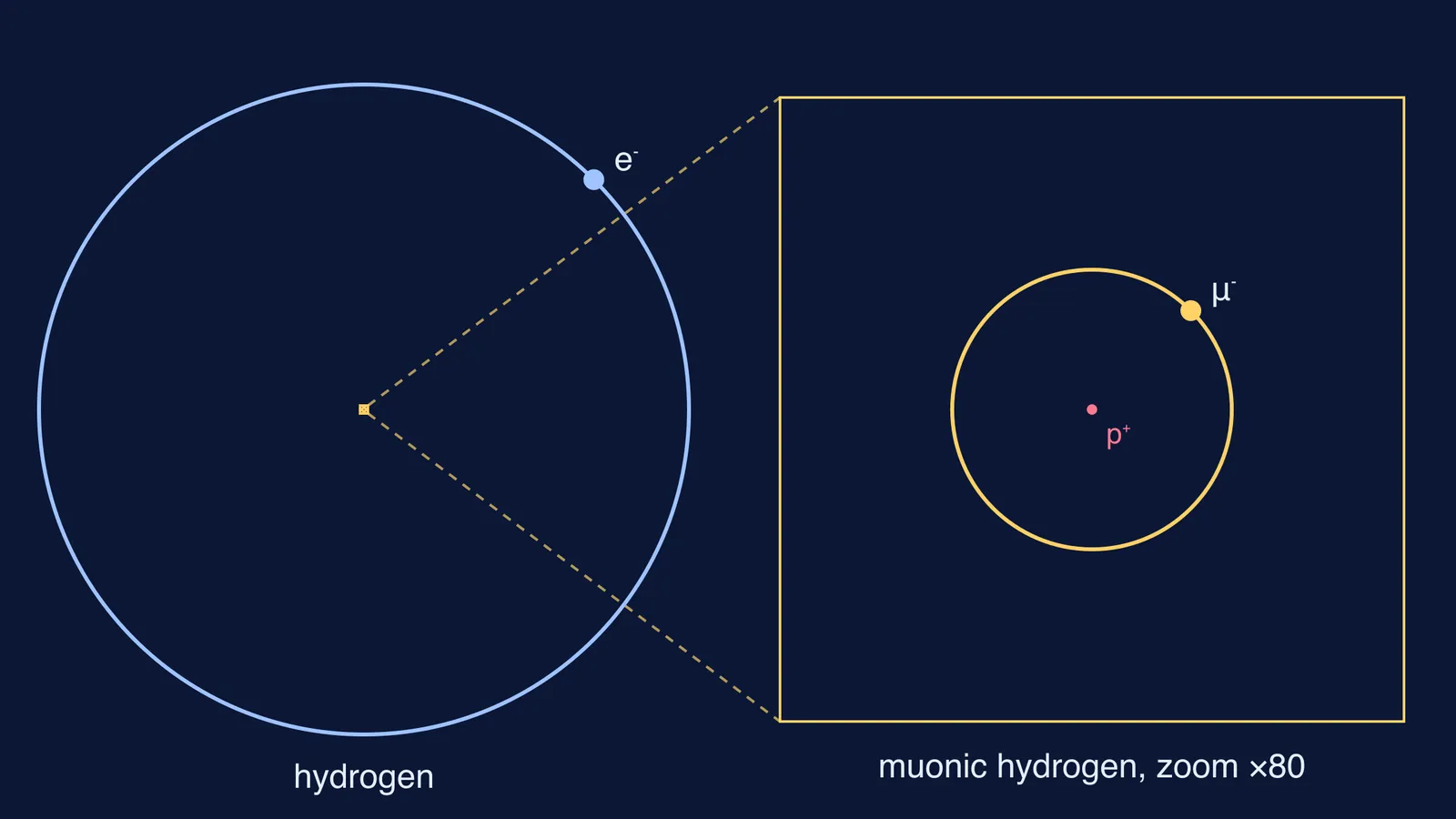 Hydrogen orbit beside an 80-times zoom of the much smaller muonic hydrogen orbit