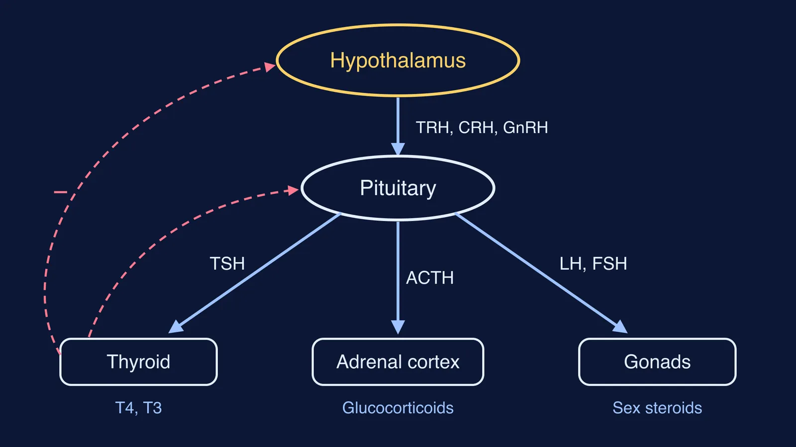 Hypothalamus controlling pituitary, which signals thyroid, adrenal cortex and gonads, with feedback