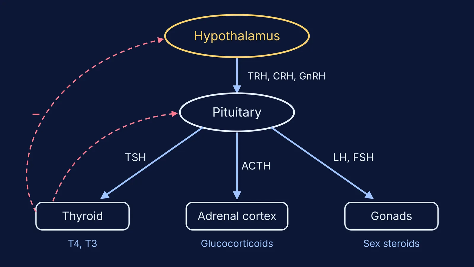 Hypothalamus controlling pituitary, which signals thyroid, adrenal cortex and gonads, with feedback