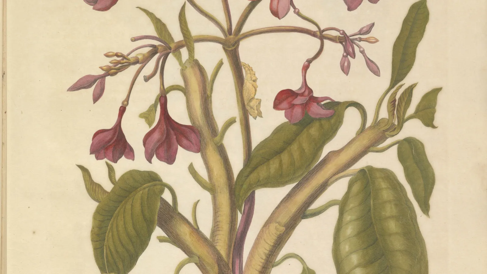 Illustration of insect metamorphosis on a plant