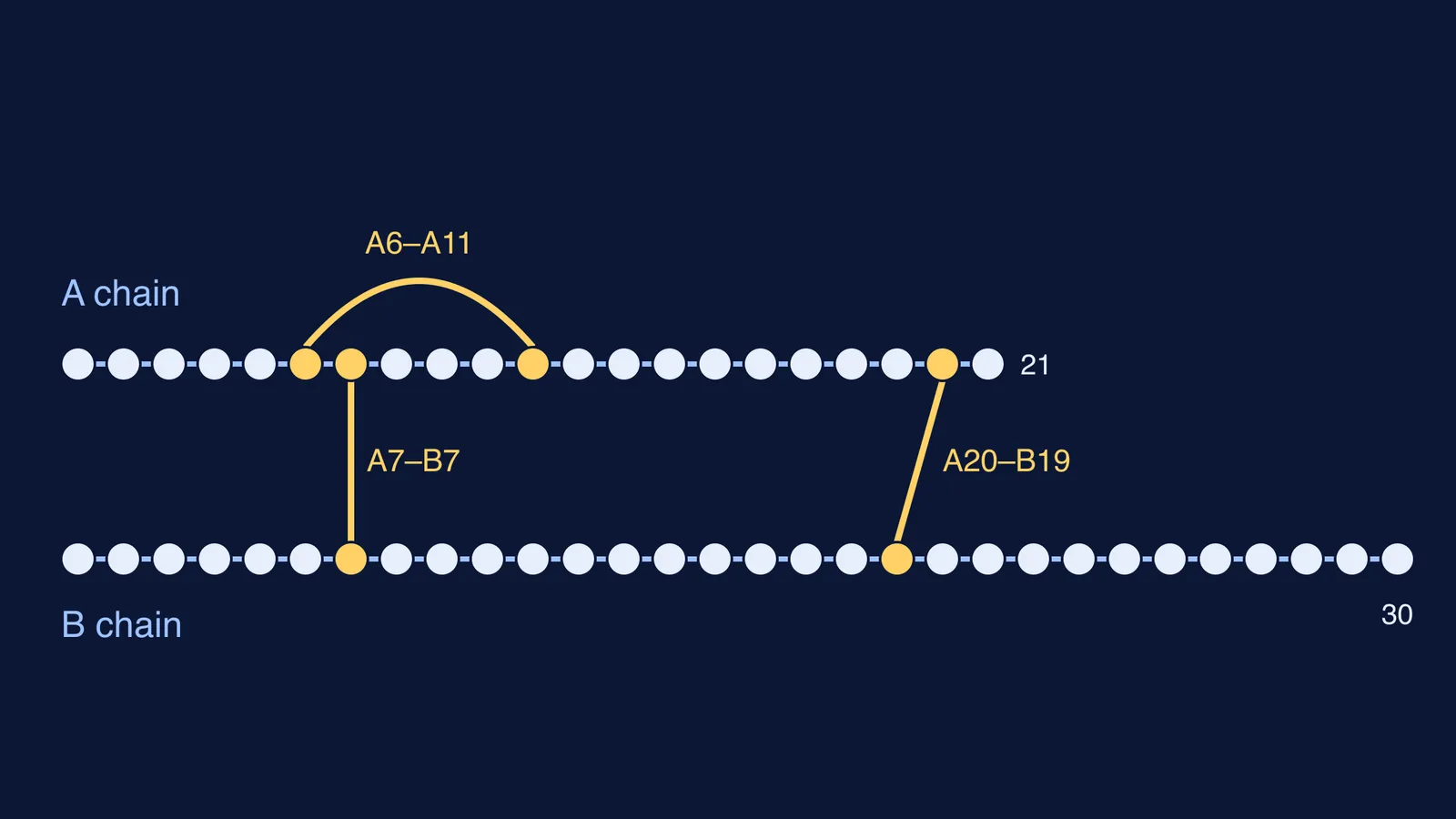 Insulin's A and B chains with three disulphide bridges between cysteines
