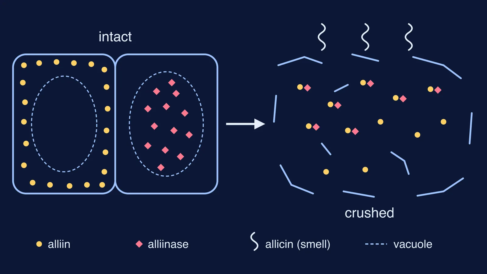 Intact garlic cells keeping alliin and alliinase apart, then crushed cells mixing them