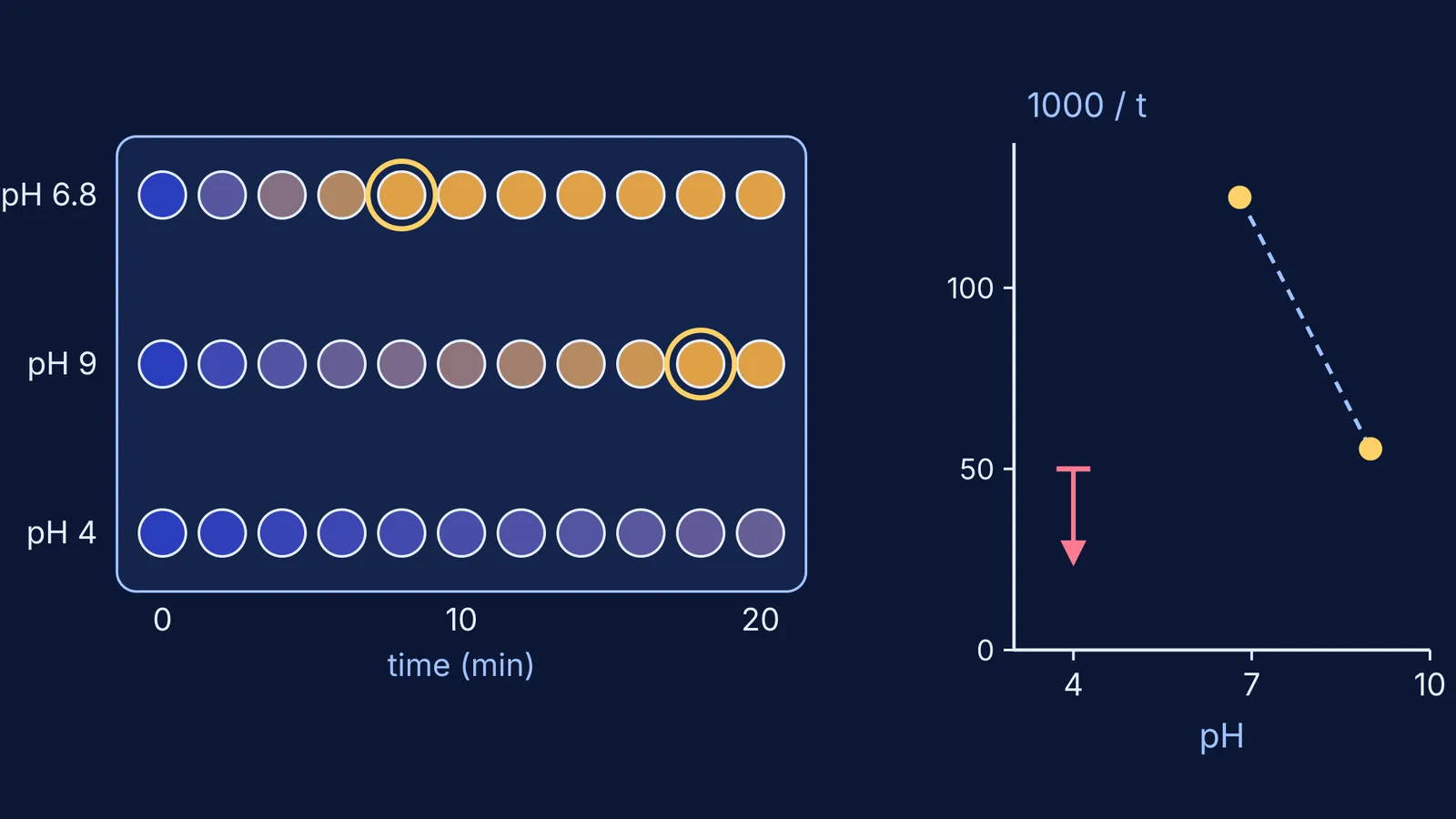 Iodine test spots fading over time at three pH values, with activity graph