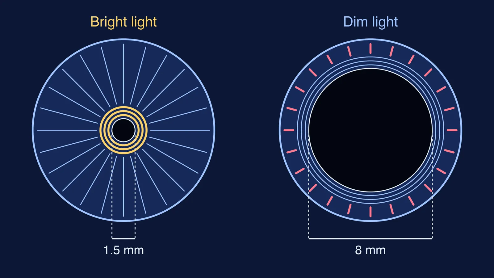 Iris diagram comparing a 1.5 mm pupil in bright light with 8 mm in dim light