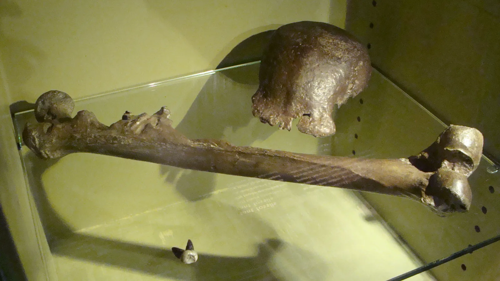 Java man skullcap, thigh bone and tooth in a Naturalis museum display case