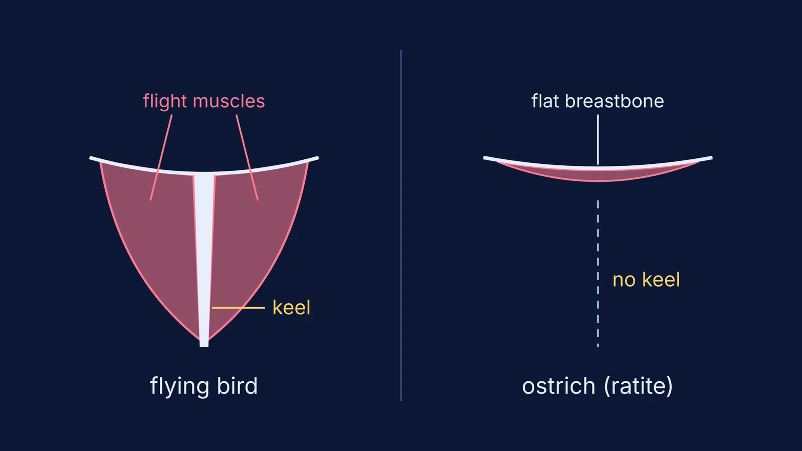 Keeled breastbone with flight muscles beside an ostrich's flat, keel-less breastbone
