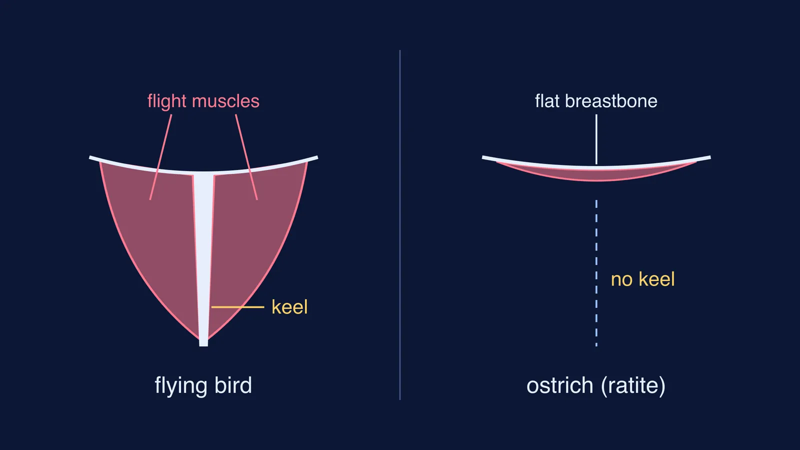 Keeled breastbone with flight muscles beside an ostrich's flat, keel-less breastbone