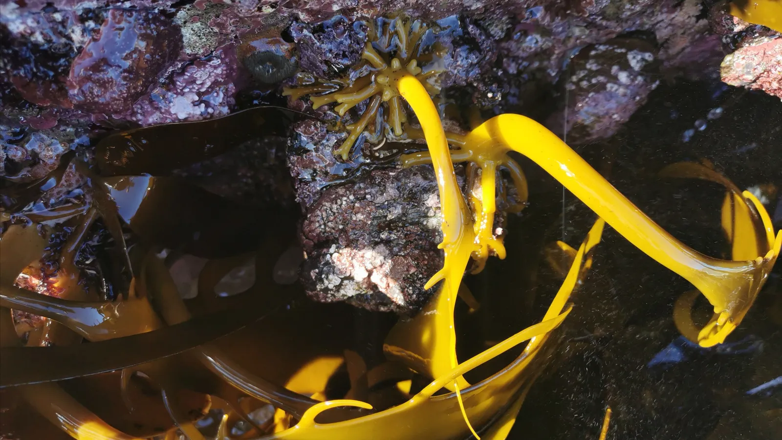 Kelp holdfast gripping a rock, with golden stipes and blades trailing into water