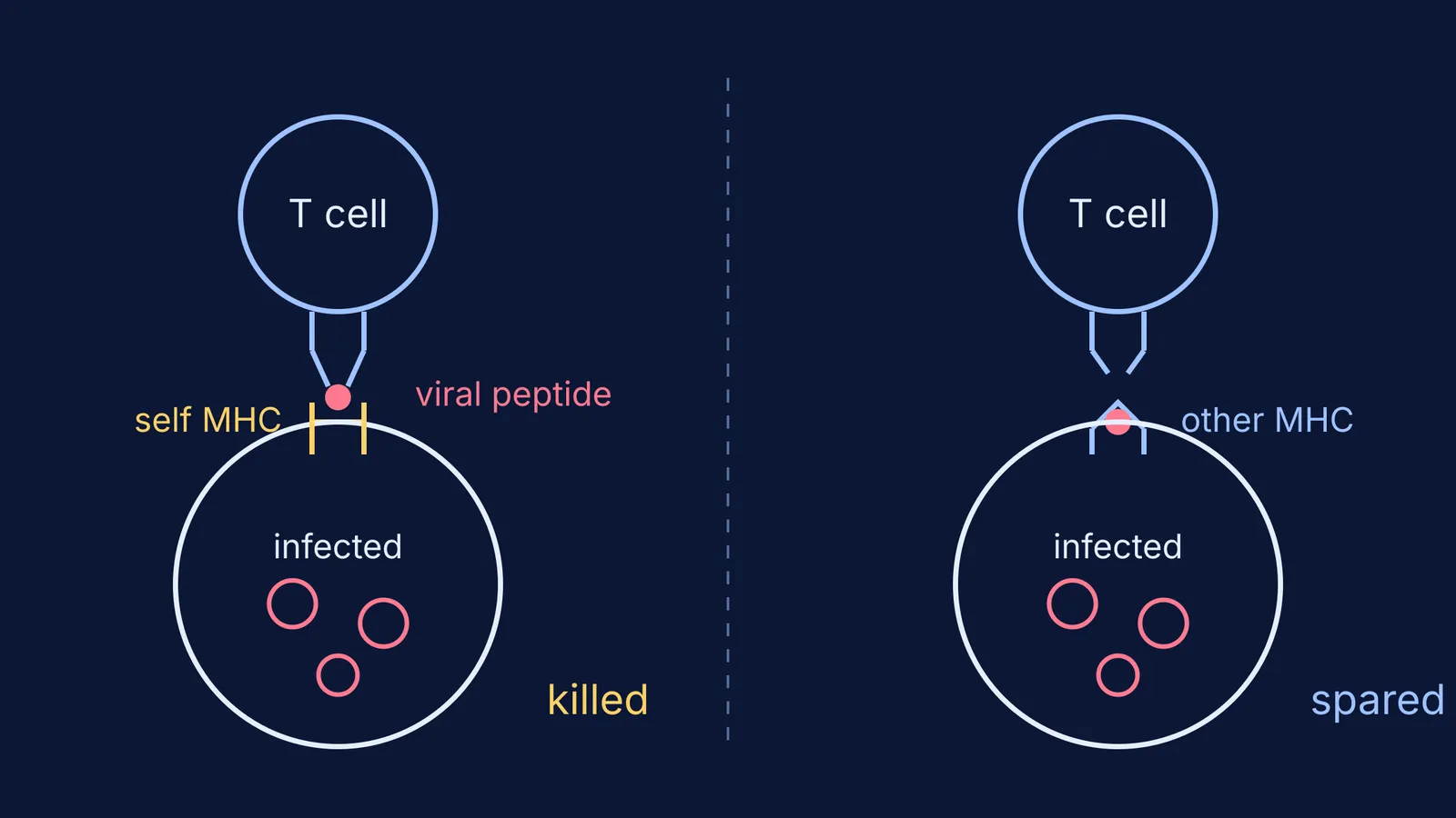 Killer T cell kills infected cell with self MHC, spares one with other MHC