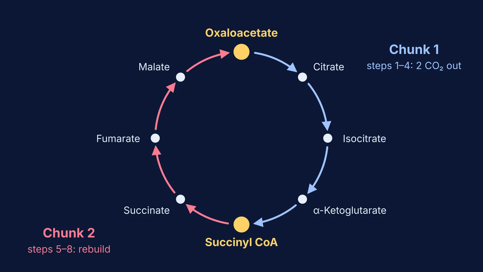Krebs cycle's eight steps split into two four-step chunks with hinge molecules