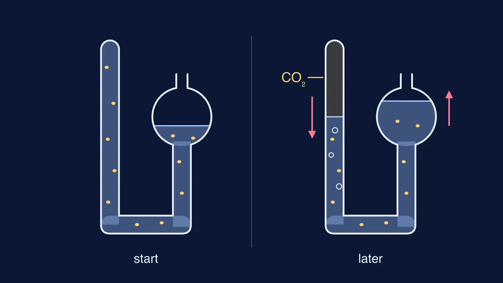Kuhne's fermentation tube before and after yeast produces carbon dioxide gas