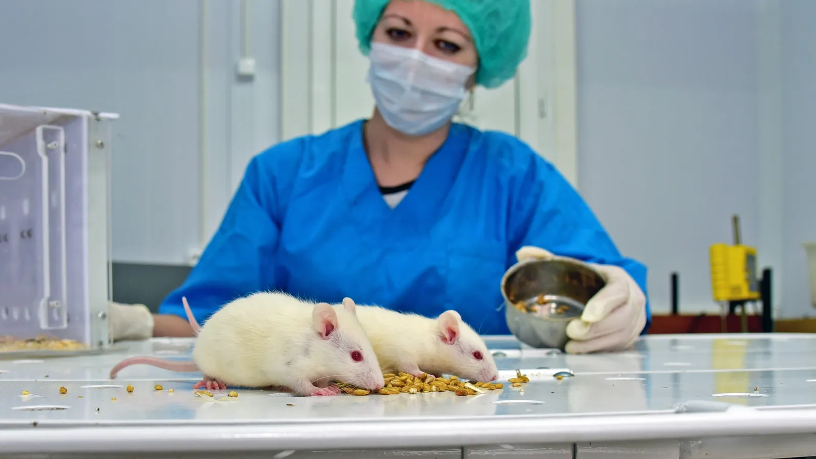 Lab worker in blue scrubs, mask and cap feeding grain to two white lab rodents