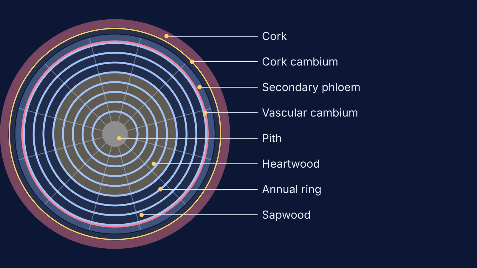 Labelled cross-section of a woody dicot stem showing rings, cambium and bark