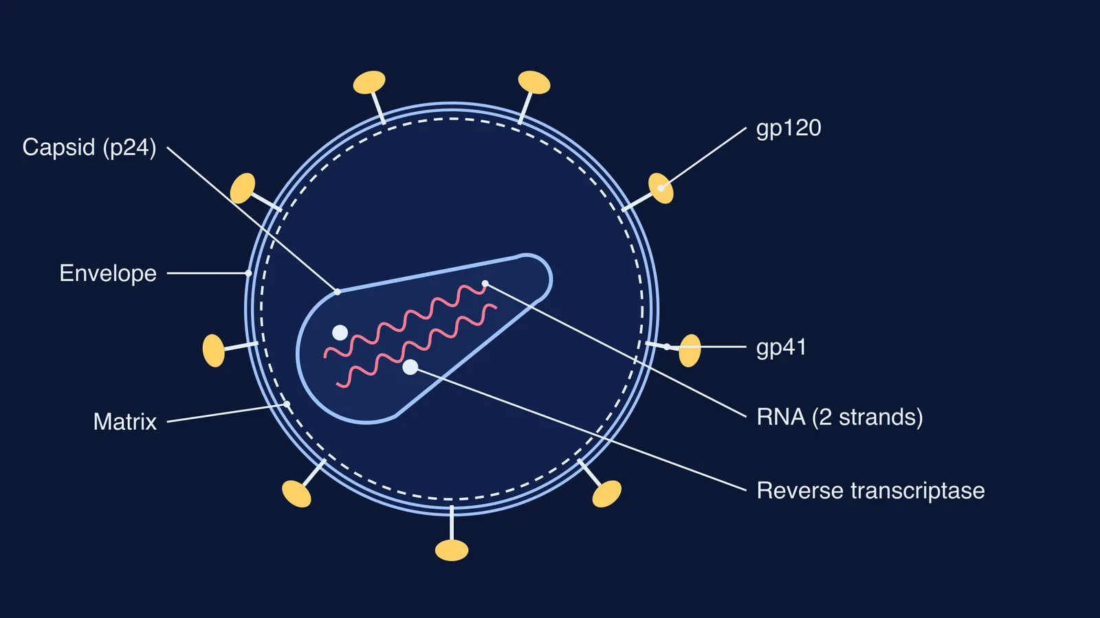 Labelled cross-section of HIV showing envelope, spikes, matrix, cone capsid, RNA and enzyme