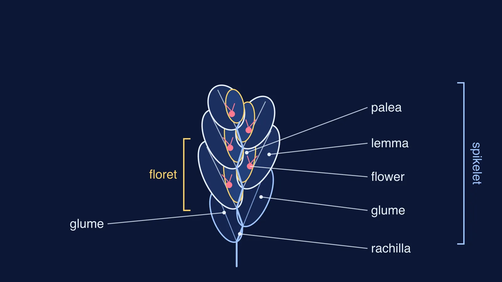 Labelled diagram of a grass spikelet showing glumes, lemmas, paleas and rachilla