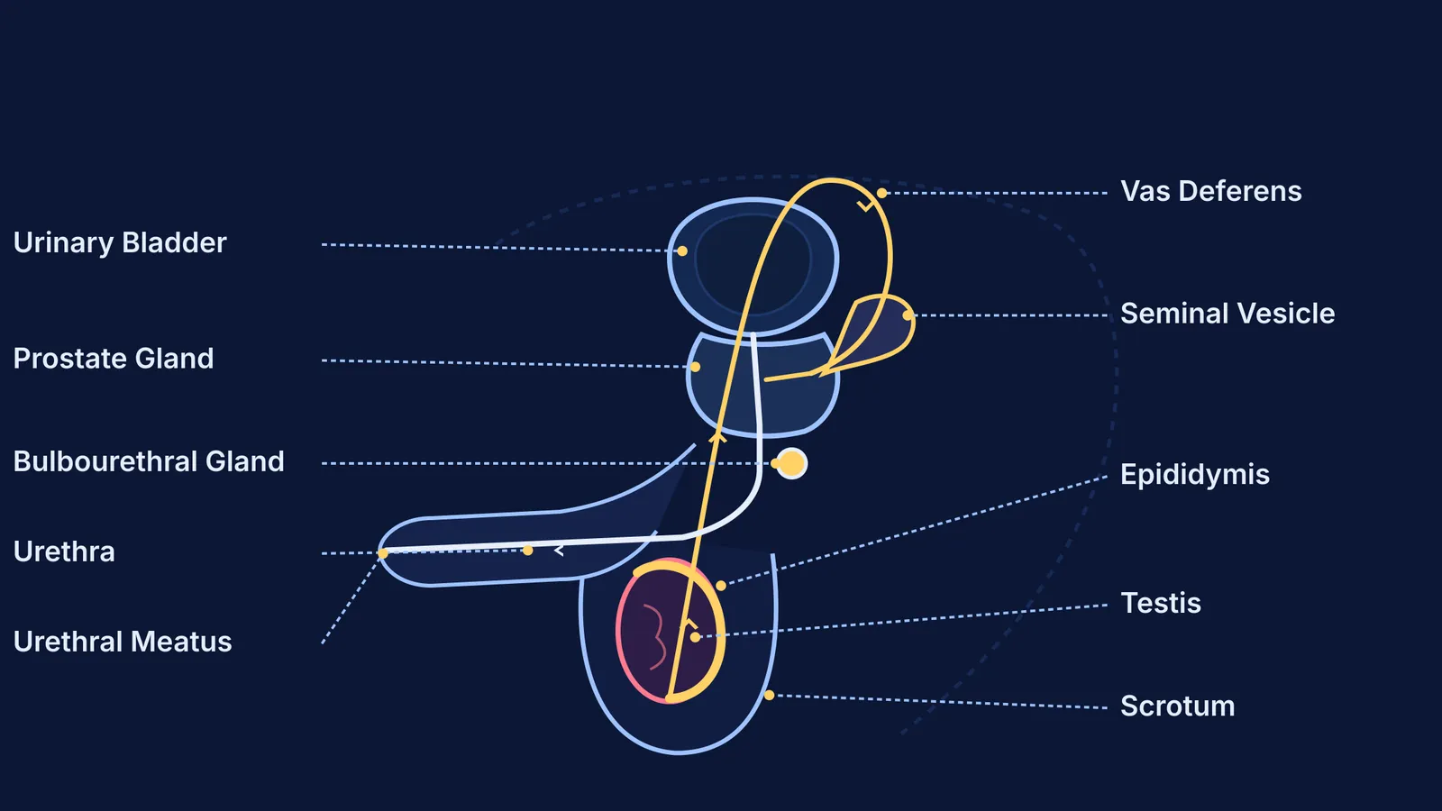 Labelled diagram of the male reproductive system showing testis, epididymis, vas deferens, and glands